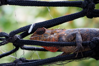 Close-up of lizard on rope