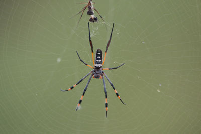 Close-up of spiders on web