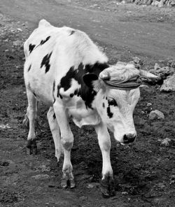 Cow standing in a field