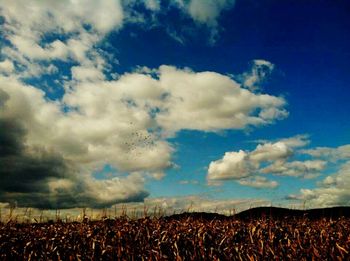 Scenic view of field against cloudy sky