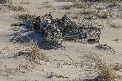 High angle view of dry plants on beach