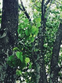 Low angle view of trees in forest