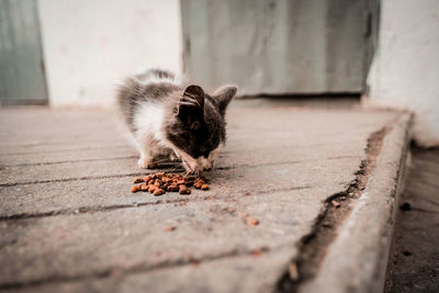 Cat lying on footpath
