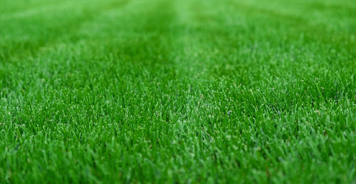 Close-up green grass, natural greenery texture of lawn garden. stripes after mowing lawn court. 