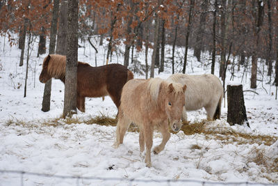 Horse on snow covered field