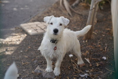 Portrait of white dog standing on land