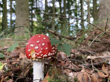 Close-up of fly agaric mushroom