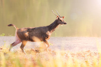 Side view of deer standing on field