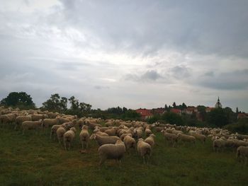 Flock of sheep on field