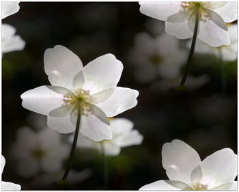Close-up of white flowering plants