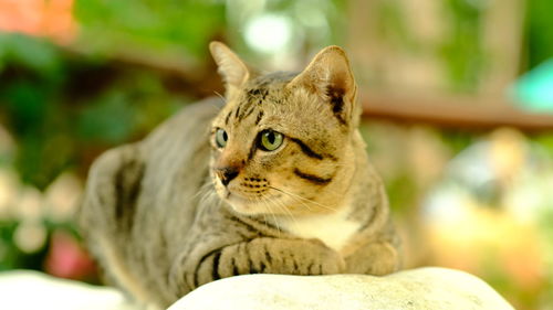 Close-up of a cat looking away