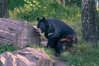 View of an animal on field