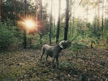 Sun shining through trees