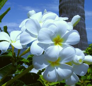 Close-up of white flowers blooming against sky