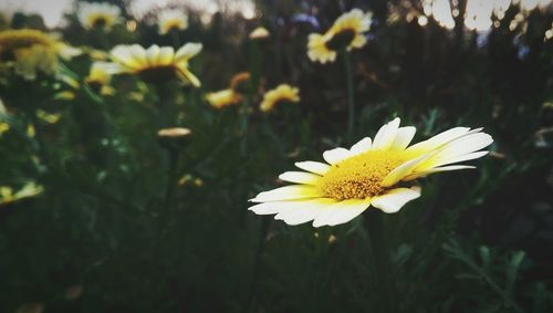 Close-up of white daisy flower
