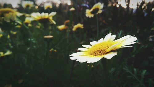 Close-up of crown daisy blooming at field