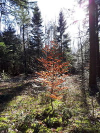 View of trees in forest