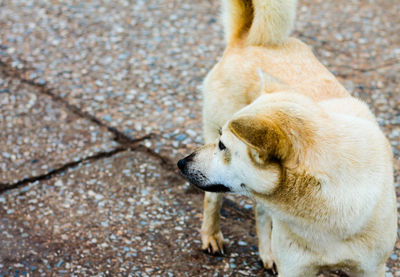 High angle view of dog