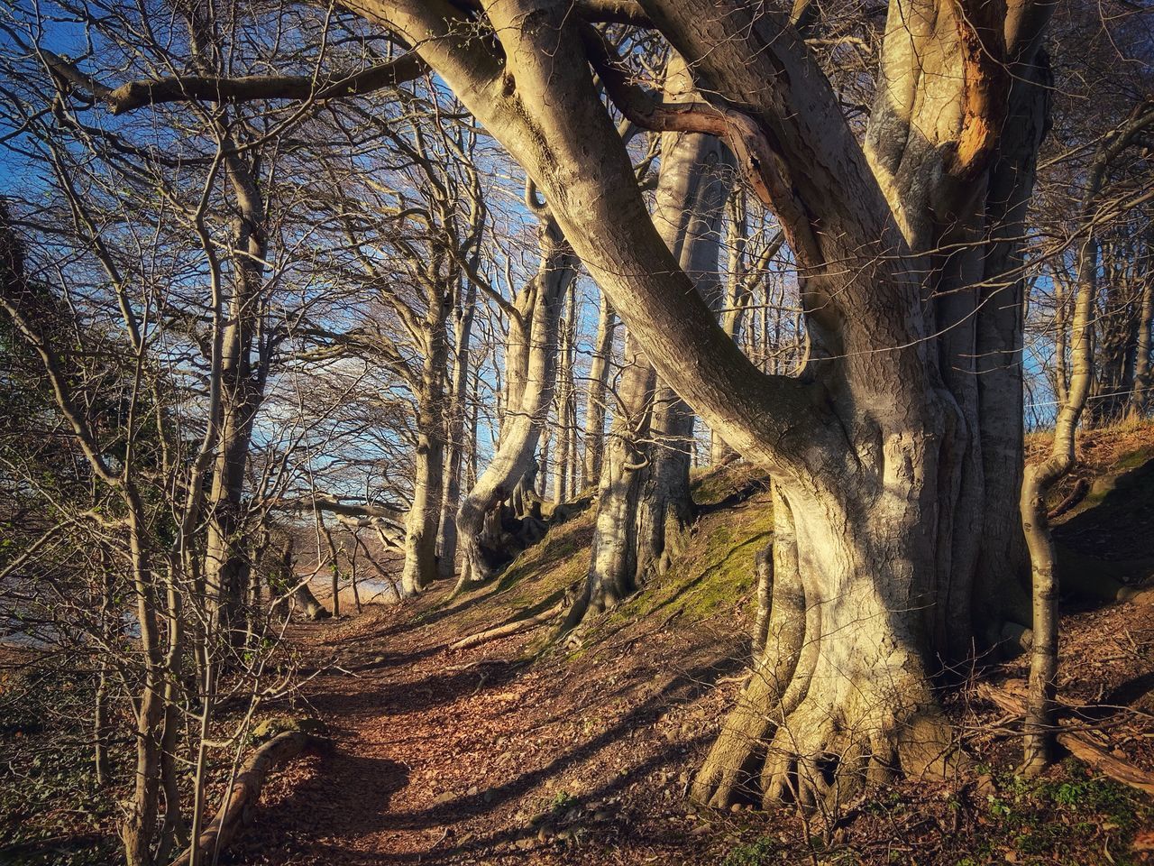 BARE TREE IN FOREST