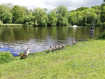 Ducks swimming in lake