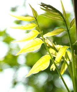 Close-up of fresh green leaves