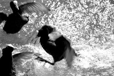 View of birds in water