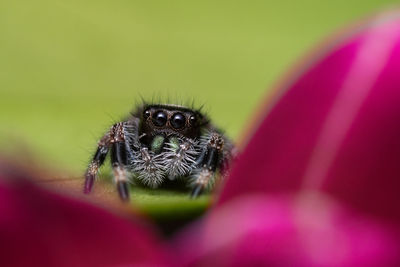 Close-up of spider