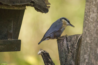 Close-up of bird perching on tree trunk