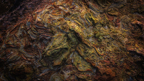 Full frame shot of tree trunk