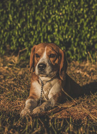 Portrait of dog sitting on field