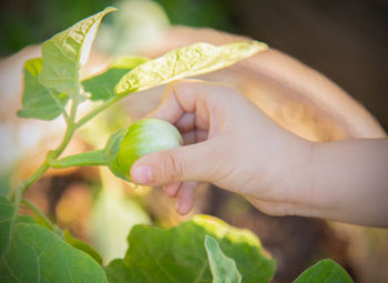 Close-up of hand holding leaves