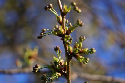Close-up of flowers growing on tree