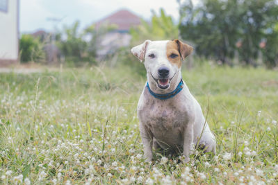 Portrait of dog sitting on field