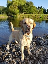 Dog standing on lakeshore