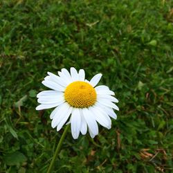 Close-up of daisy flower