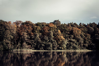 Scenic view of lake against trees in forest against sky