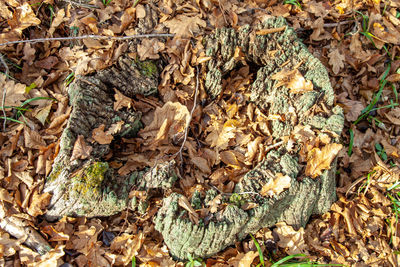 High angle view of dry leaves on tree trunk