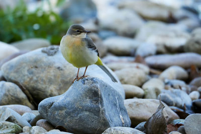 Close-up of bird perching on rock