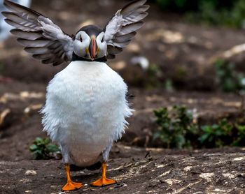 Close-up of puffin with spread wings