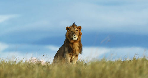 Portrait of lion standing in grass