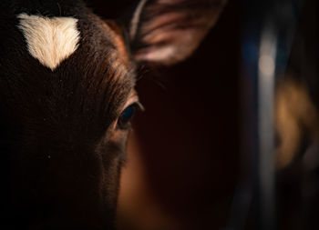 Close-up portrait of calf