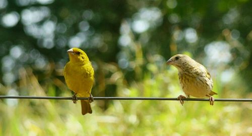 Low angle view of birds perching on tree