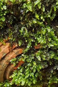 Close-up of moss growing on tree in forest