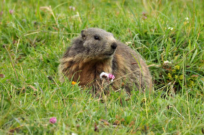 Sheep eating grass on field