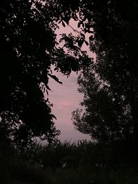 Low angle view of silhouette trees against sky at night