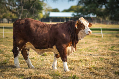 Cows on field