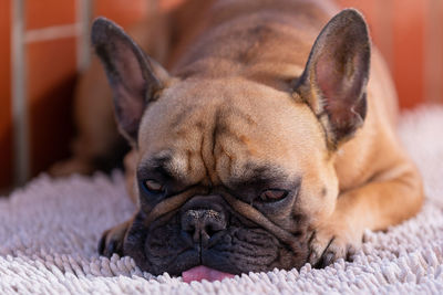 Close-up portrait of a dog