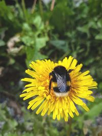 Close-up of bee on yellow flower