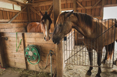 Horse in stable