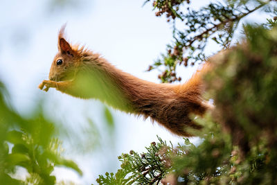 Low angle view of squirrel on tree